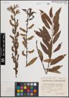 Foto von Salix cordata Michx. x Salix sericea Marshall